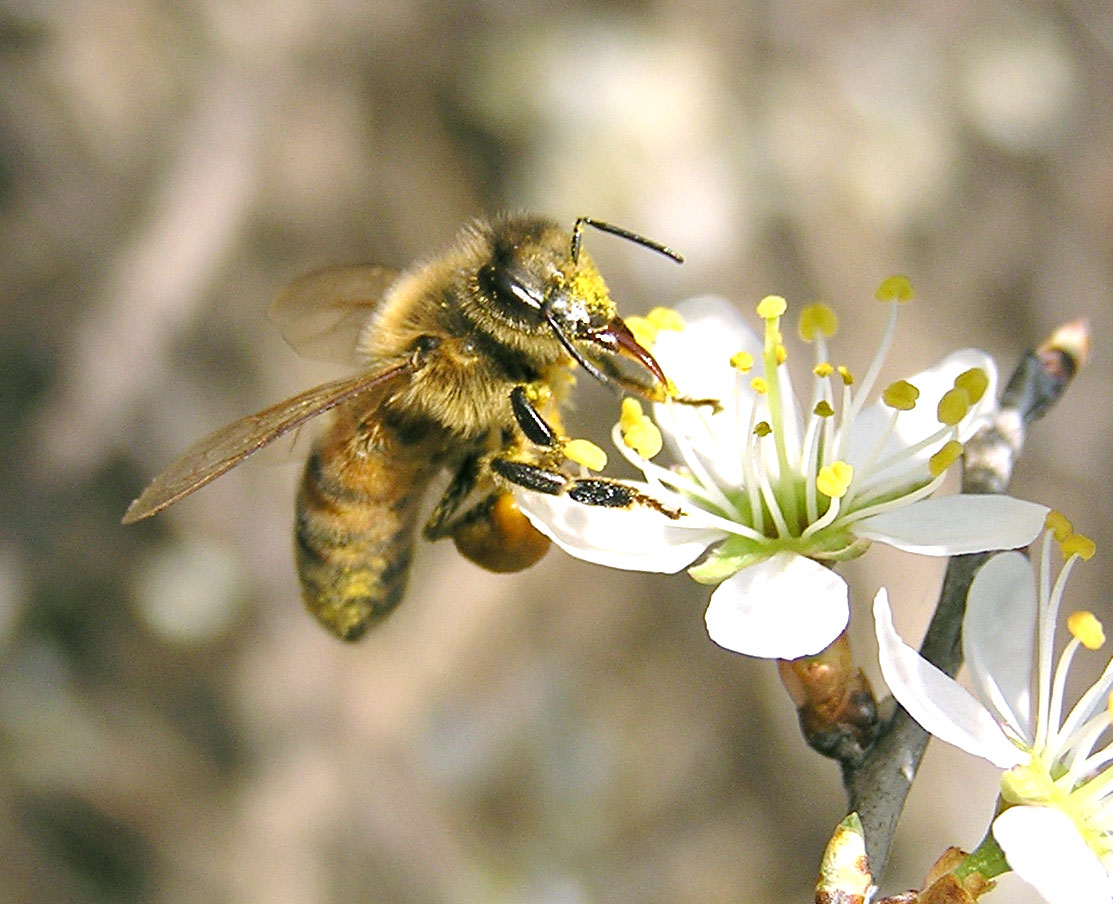 Fiore di Biancospino su cui si  posato un'ape intenta a raccogliere il polline